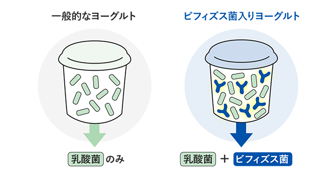 一般的なヨーグルトは乳酸菌のみ ビフィズス菌入りヨーグルトはビフィズス菌＋＋乳酸菌