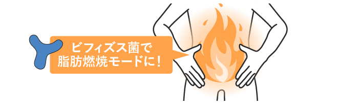ビフィズス菌で脂肪燃焼モードに！