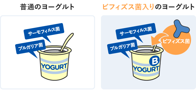 普通のヨーグルトとビフィズス菌入りのヨーグルトの比較イラスト