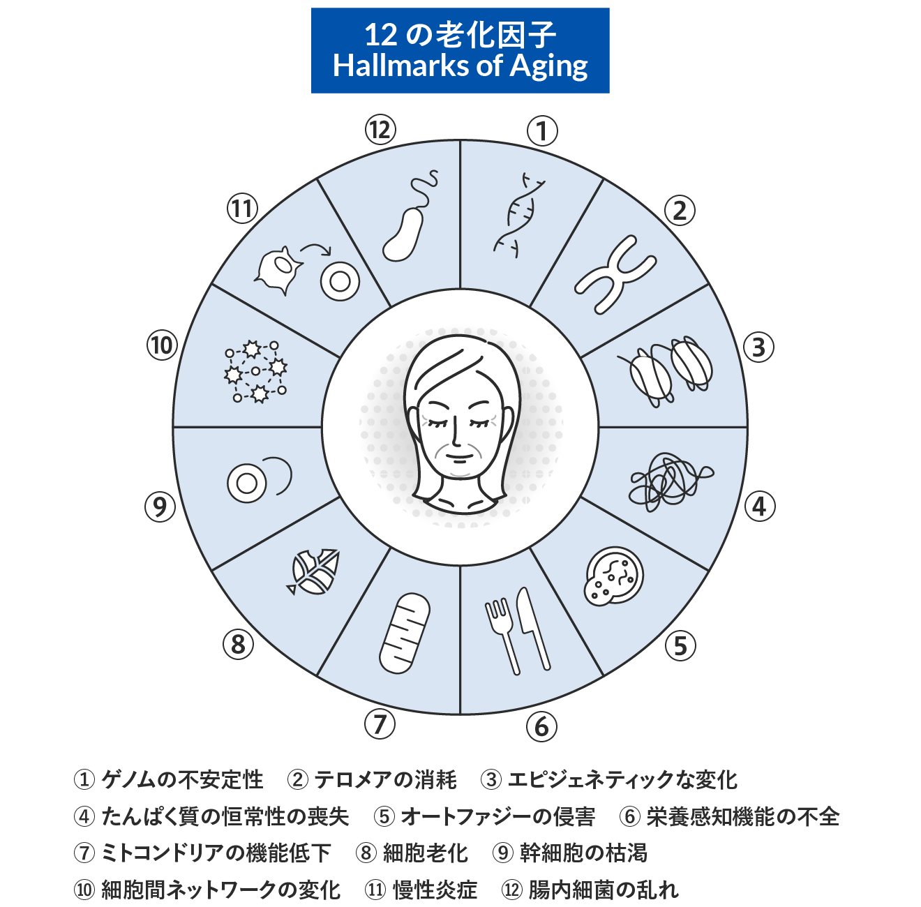 12の老化因子 Hallmarks of Aging
