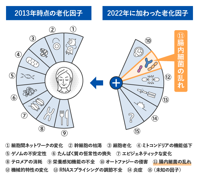2013年時点の老化因子と2022年に加わった老化因子