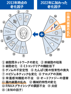 PoA（老化スピード）は変えられる!?｜大腸に迫るリスク｜「大腸劣化