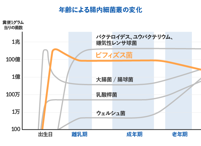 培養法をもとにした年齢による腸内細菌叢の変化（概念図）